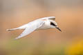 Forster's Tern Sterna forsteri