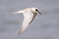 Forster's Tern Sterna forsteri