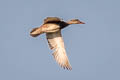 Gadwall Mareca strepera strepera