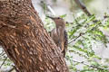 Gila Woodpecker Melanerpes uropygialis uropygialis