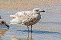 Glaucous-winged Gull Larus glaucescens