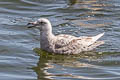 Glaucous-winged Gull Larus glaucescens