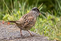 Golden-crowned Sparrow Zonotrichia atricapilla