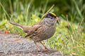 Golden-crowned Sparrow Zonotrichia atricapilla