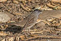 Golden-crowned Sparrow Zonotrichia atricapilla