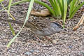 Golden-crowned Sparrow Zonotrichia atricapilla