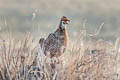 Greater Prairie Chicken Tympanuchus cupido pinnatus