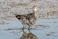 Greater Yellowlegs Tringa melanoleuca