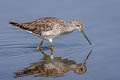 Greater Yellowlegs Tringa melanoleuca