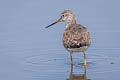 Greater Yellowlegs Tringa melanoleuca