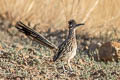 Greater Roadrunner Geococcyx californianus