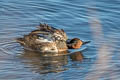 Green-winged Teal Anas carolinensis