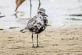 Grey Plover Pluvialis squatarola cynosurae (Black-bellied Plover)