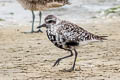 Grey Plover Pluvialis squatarola cynosurae (Black-bellied Plover)