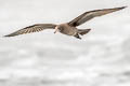 Heermann's Gull Larus heermanni