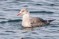 Heermann's Gull Larus heermanni