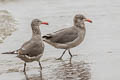 Heermann's Gull Larus heermanni