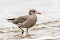 Heermann's Gull Larus heermanni