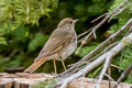 Hermit Thrush Catharus guttatus sequoiensis