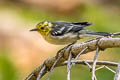 Hermit Warbler Setophaga occidentalis