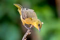 Hooded Oriole Icterus cucullatus nelsoni