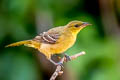 Hooded Oriole Icterus cucullatus nelsoni