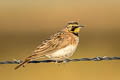 Horned Lark Eremophila alpestris lamprochroma (Shore Lark)