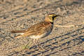 Horned Lark Eremophila alpestris lamprochroma (Shore Lark)