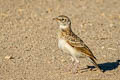 Horned Lark Eremophila alpestris lamprochroma (Shore Lark)