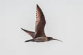 Hudsonian Whimbrel Numenius hudsonicus rufiventris