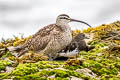 Hudsonian Whimbrel Numenius hudsonicus rufiventris