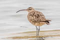 Hudsonian Whimbrel Numenius hudsonicus rufiventris