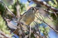 Hutton's Vireo Vireo huttoni stephensi 