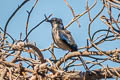 Island Scrub Jay Aphelocoma insularis