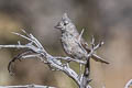 Juniper Titmouse Baeolophus ridgwayi ridgwayi