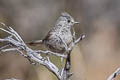 Juniper Titmouse Baeolophus ridgwayi ridgwayi