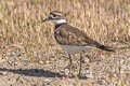 Killdeer Charadrius vociferus vociferus