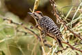 Ladder-backed Woodpecker Dryobates scalaris cactophilus