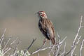 Lark Sparrow Chondestes grammacus strigatus