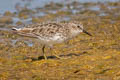 Least Sandpiper Calidris minutilla