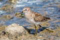 Least Sandpiper Calidris minutilla