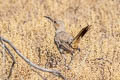 LeConte's Thrasher Toxostoma lecontei lecontei