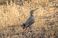 LeConte's Thrasher Toxostoma lecontei lecontei