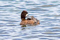 Lesser Scaup Aythya affinis