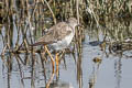 Lesser Yellowlegs Tringa flavipes