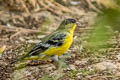 Lesser Goldfinch Spinus psaltria psaltria (Dark-backed Goldfinch)