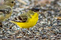 Lesser Goldfinch Spinus psaltria psaltria (Dark-backed Goldfinch)