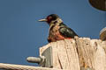 Lewis's Woodpecker Melanerpes lewis