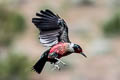 Lewis's Woodpecker Melanerpes lewis