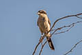 Loggerhead Shrike Lanius ludovicianus excubitorides 